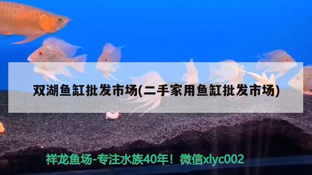 双湖鱼缸批发市场(二手家用鱼缸批发市场) 红眼黄化幽灵火箭鱼|皇家火箭鱼