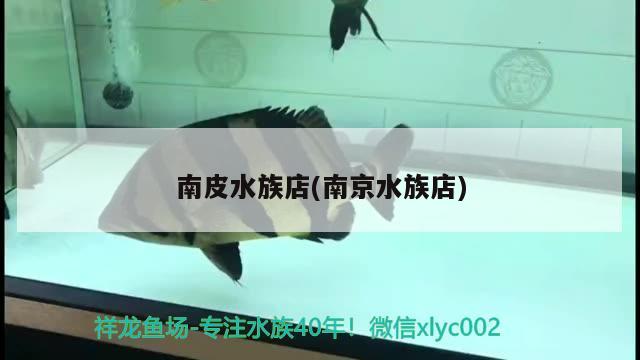 南皮水族店(南京水族店) 彩鲽鱼缸（彩蝶鱼缸）