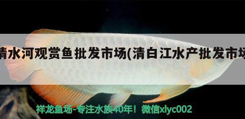 清水河观赏鱼批发市场(清白江水产批发市场)