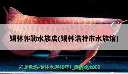 锡林郭勒水族店(锡林浩特市水族馆) 祥龙赫舞红龙鱼