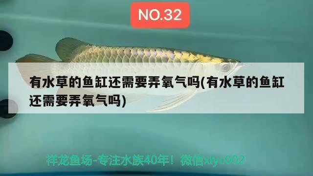 有水草的鱼缸还需要弄氧气吗(有水草的鱼缸还需要弄氧气吗) 水草