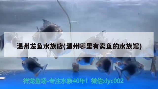 温州龙鱼水族店(温州哪里有卖鱼的水族馆) 红尾平克鱼