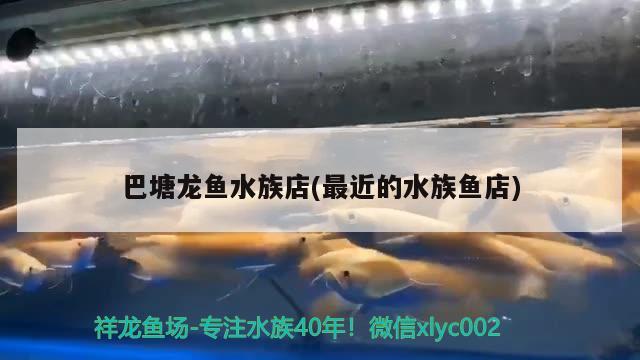 巴塘龙鱼水族店(最近的水族鱼店) 黄宽带蝴蝶鱼