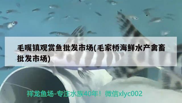 毛嘴镇观赏鱼批发市场(毛家桥海鲜水产禽畜批发市场) 观赏鱼批发