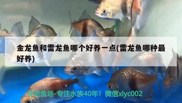 金龙鱼和雷龙鱼哪个好养一点(雷龙鱼哪种最好养) 熊猫异形鱼L46