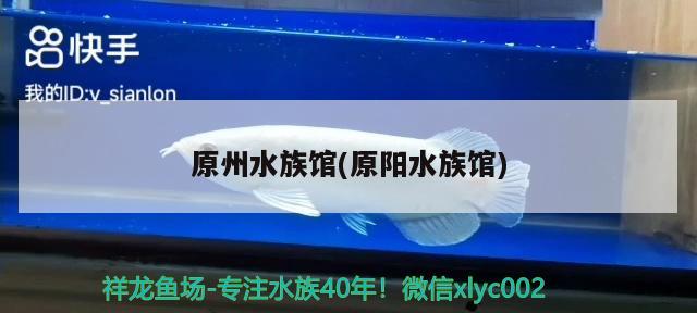 原州水族馆(原阳水族馆) 白化火箭鱼