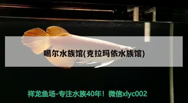 噶尔水族馆(克拉玛依水族馆) 眼斑鱼