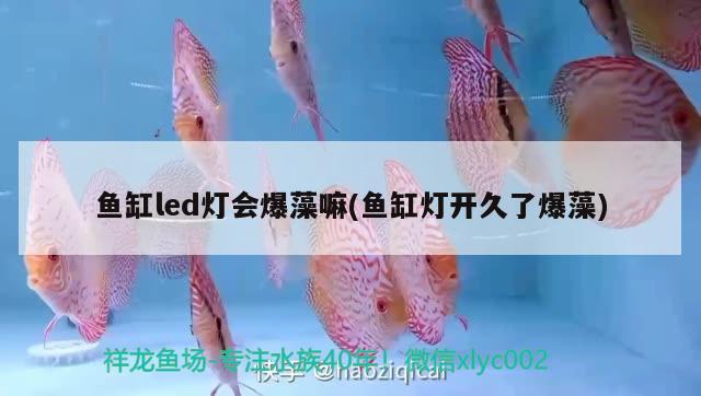 鱼缸led灯会爆藻嘛(鱼缸灯开久了爆藻)