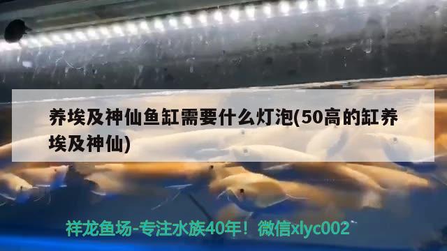 养埃及神仙鱼缸需要什么灯泡(50高的缸养埃及神仙) 埃及神仙鱼