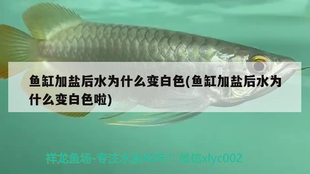 鱼缸加盐后水为什么变白色(鱼缸加盐后水为什么变白色啦)