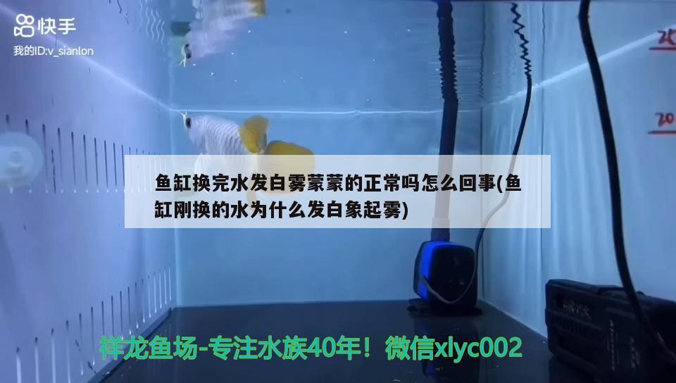 鱼缸换完水发白雾蒙蒙的正常吗怎么回事(鱼缸刚换的水为什么发白象起雾) 红头利鱼