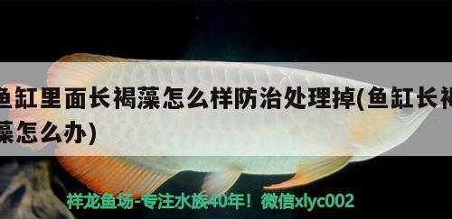 鱼缸里面长褐藻怎么样防治处理掉(鱼缸长褐藻怎么办) 喷点菠萝鱼