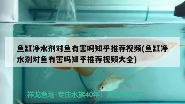 鱼缸净水剂对鱼有害吗知乎推荐视频(鱼缸净水剂对鱼有害吗知乎推荐视频大全) 祥龙蓝珀金龙鱼