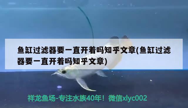 鱼缸过滤器要一直开着吗知乎文章(鱼缸过滤器要一直开着吗知乎文章) 七纹巨鲤鱼