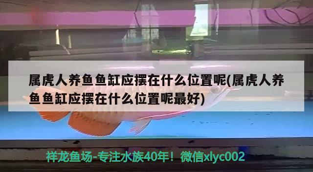 属虎人养鱼鱼缸应摆在什么位置呢(属虎人养鱼鱼缸应摆在什么位置呢最好) 养鱼知识