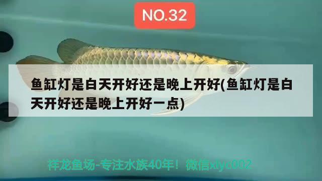 鱼缸灯是白天开好还是晚上开好(鱼缸灯是白天开好还是晚上开好一点)