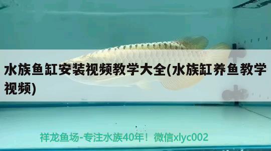 水族鱼缸安装视频教学大全(水族缸养鱼教学视频)