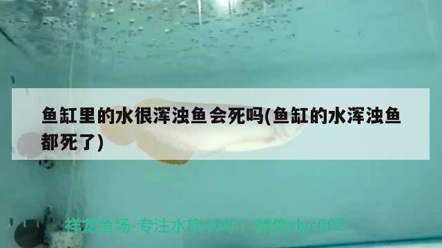 鱼缸里的水很浑浊鱼会死吗(鱼缸的水浑浊鱼都死了)