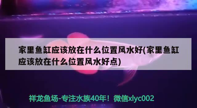 家里鱼缸应该放在什么位置风水好(家里鱼缸应该放在什么位置风水好点)