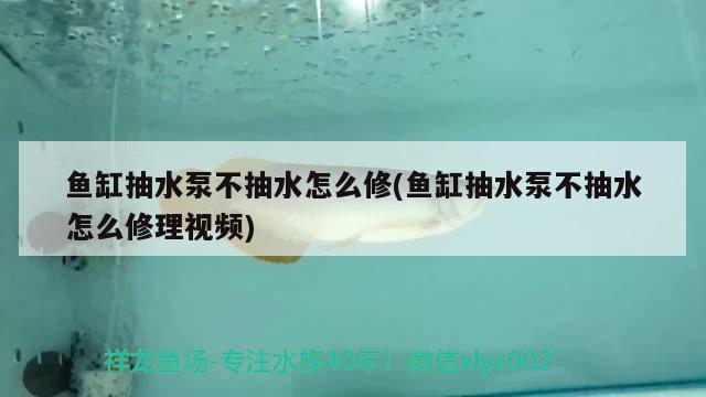 鱼缸抽水泵不抽水怎么修(鱼缸抽水泵不抽水怎么修理视频)