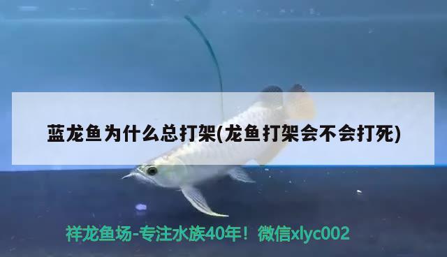 蓝龙鱼为什么总打架(龙鱼打架会不会打死) 非洲金鼓鱼