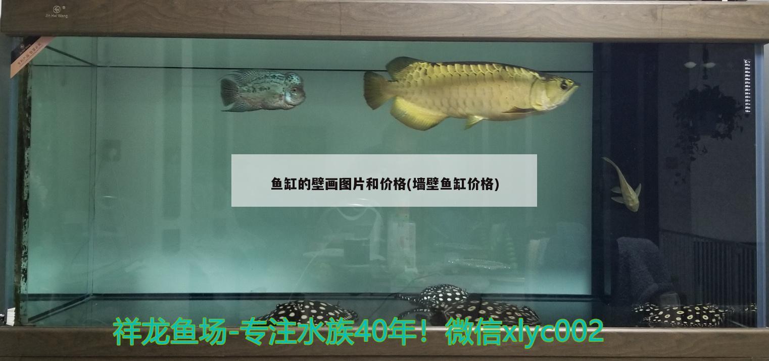 鱼缸的壁画图片和价格(墙壁鱼缸价格)