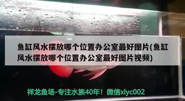 鱼缸风水摆放哪个位置办公室最好图片(鱼缸风水摆放哪个位置办公室最好图片视频) 鱼缸风水