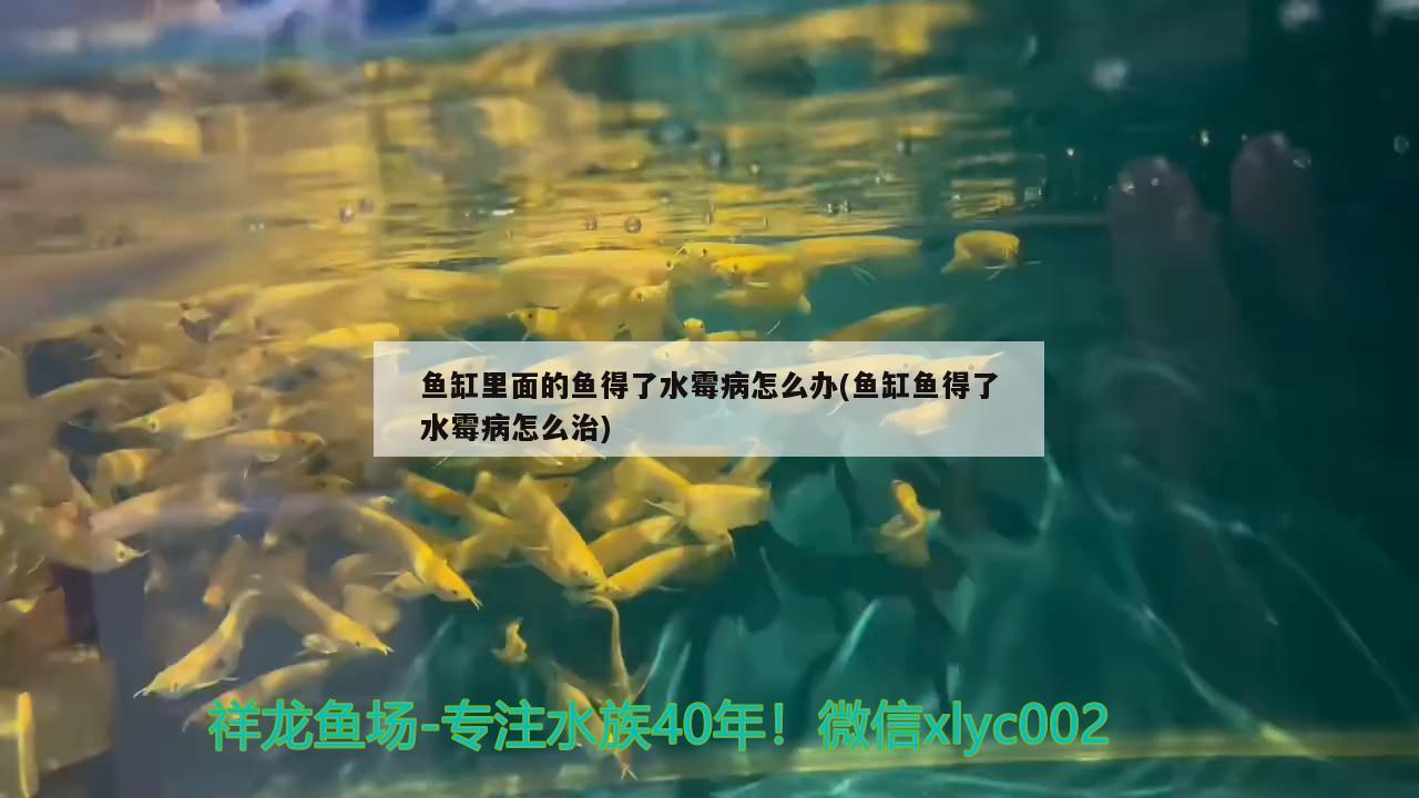 鱼缸里面的鱼得了水霉病怎么办(鱼缸鱼得了水霉病怎么治) BD魟鱼