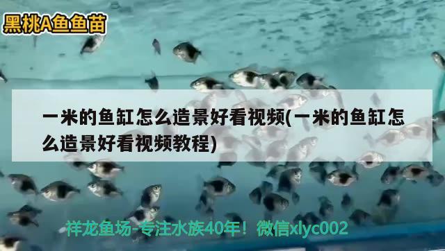 一米的鱼缸怎么造景好看视频(一米的鱼缸怎么造景好看视频教程)