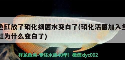 鱼缸放了硝化细菌水变白了(硝化活菌加入鱼缸为什么变白了)