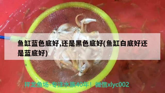 鱼缸蓝色底好,还是黑色底好(鱼缸白底好还是蓝底好)