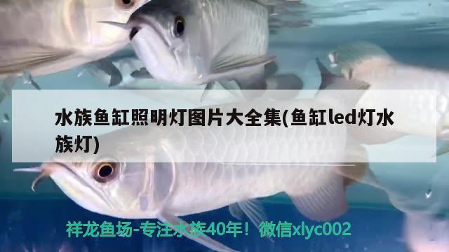 水族鱼缸照明灯图片大全集(鱼缸led灯水族灯)