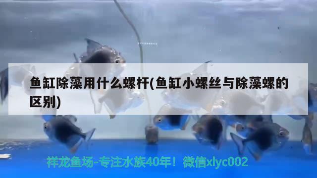 鱼缸除藻用什么螺杆(鱼缸小螺丝与除藻螺的区别) 黄金鸭嘴鱼