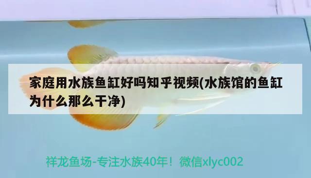 家庭用水族鱼缸好吗知乎视频(水族馆的鱼缸为什么那么干净)