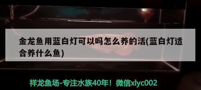 金龙鱼用蓝白灯可以吗怎么养的活(蓝白灯适合养什么鱼)