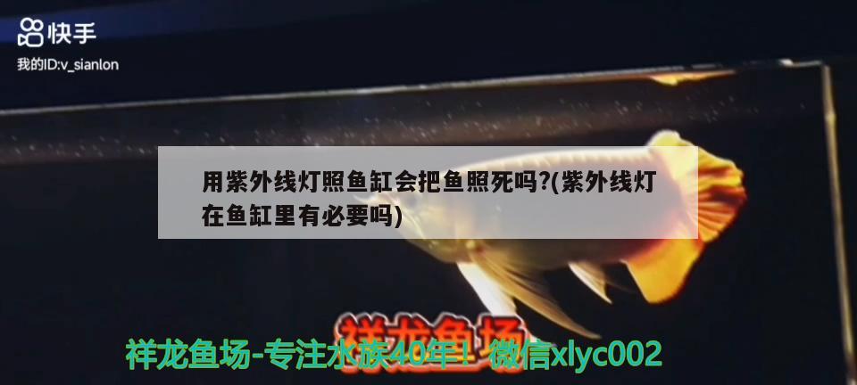 用紫外线灯照鱼缸会把鱼照死吗?(紫外线灯在鱼缸里有必要吗) 广州观赏鱼鱼苗批发市场