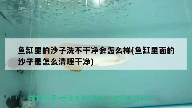 鱼缸里的沙子洗不干净会怎么样(鱼缸里面的沙子是怎么清理干净)