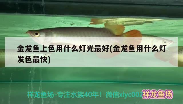 金龙鱼上色用什么灯光最好(金龙鱼用什么灯发色最快)