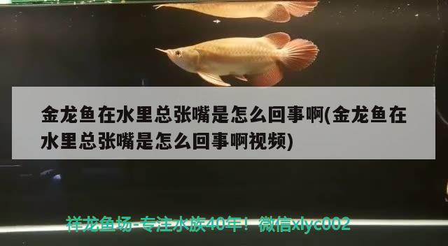 金龙鱼在水里总张嘴是怎么回事啊(金龙鱼在水里总张嘴是怎么回事啊视频)