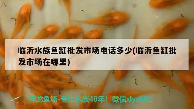 临沂水族鱼缸批发市场电话多少(临沂鱼缸批发市场在哪里)