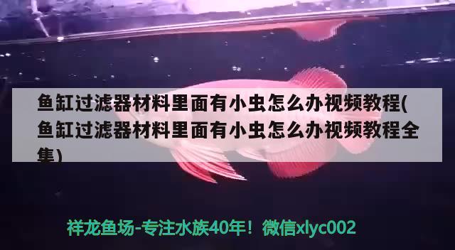 鱼缸过滤器材料里面有小虫怎么办视频教程(鱼缸过滤器材料里面有小虫怎么办视频教程全集) 苏虎