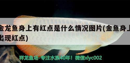 金龙鱼身上有红点是什么情况图片(金鱼身上出现红点)