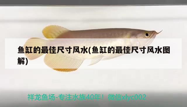 鱼缸的最佳尺寸风水(鱼缸的最佳尺寸风水图解)