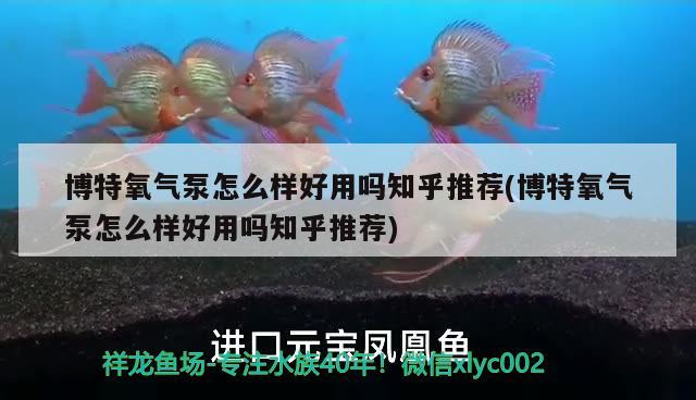 博特氧气泵怎么样好用吗知乎推荐(博特氧气泵怎么样好用吗知乎推荐)