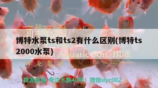 博特水泵ts和ts2有什么区别(博特ts2000水泵)