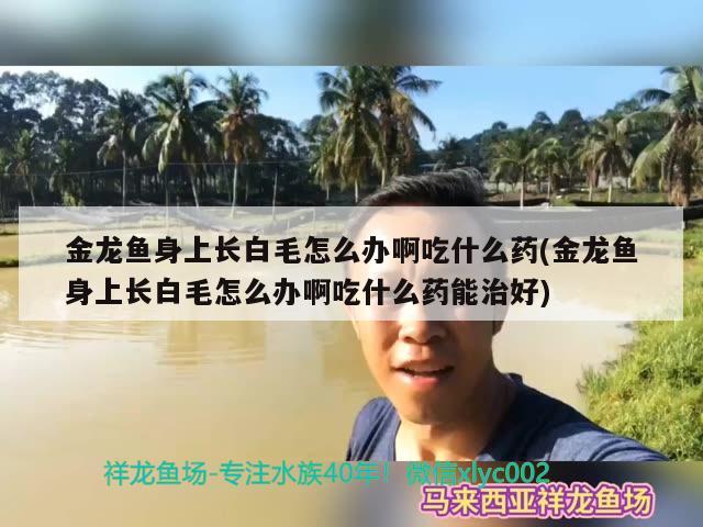 金龙鱼身上长白毛怎么办啊吃什么药(金龙鱼身上长白毛怎么办啊吃什么药能治好)