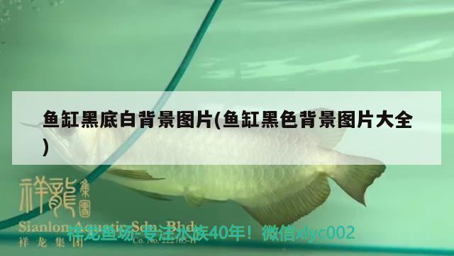 鱼缸黑底白背景图片(鱼缸黑色背景图片大全) 高背金龙鱼