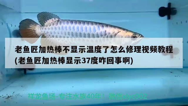 老鱼匠加热棒不显示温度了怎么修理视频教程(老鱼匠加热棒显示37度咋回事啊) 老鱼匠