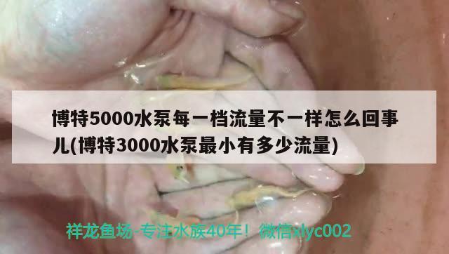 博特5000水泵每一档流量不一样怎么回事儿(博特3000水泵最小有多少流量) 博特水族