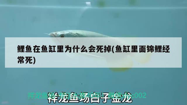 鲤鱼在鱼缸里为什么会死掉(鱼缸里面锦鲤经常死)